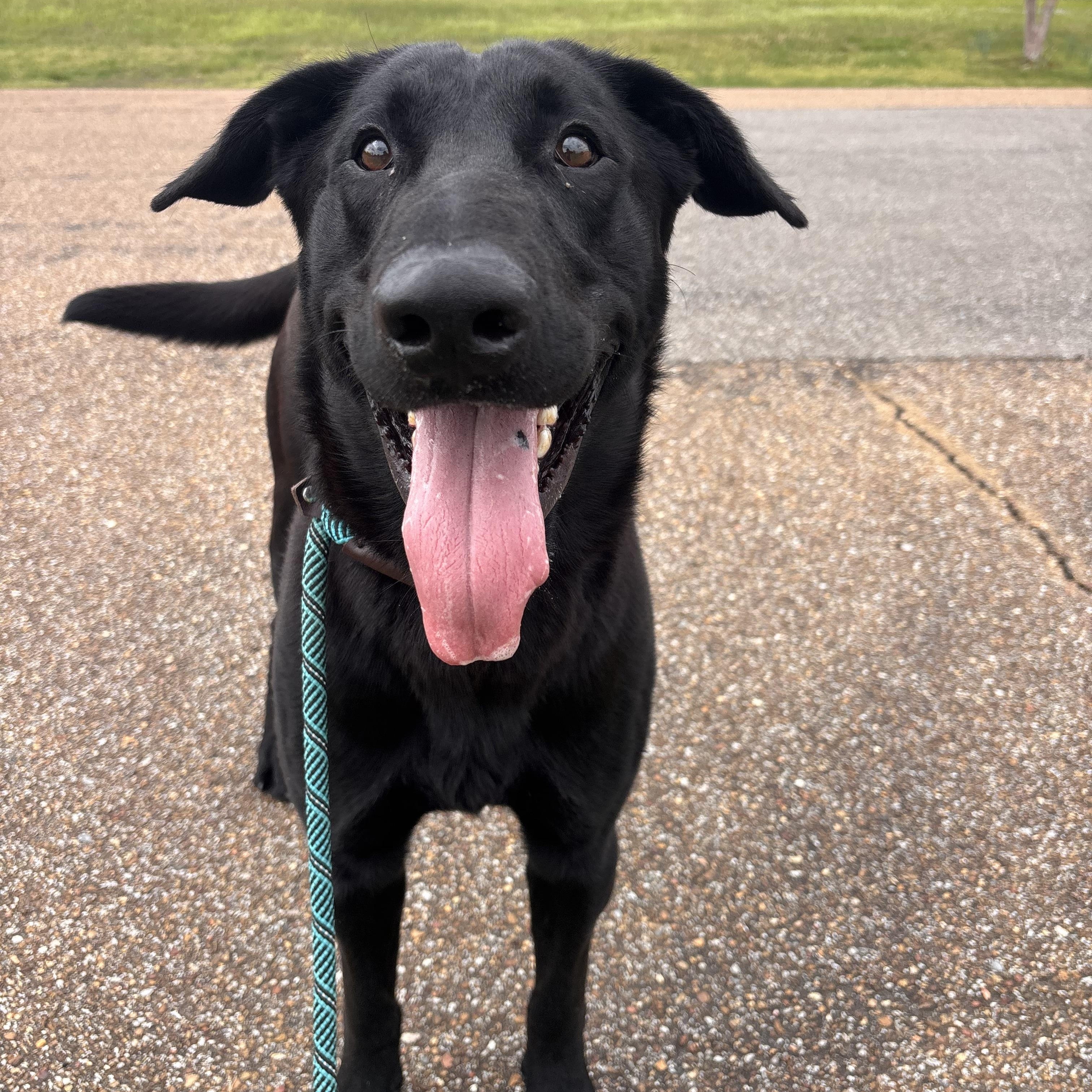 Moose, adoptable, Young Male Black Labrador Retriever & German Shepherd Dog.