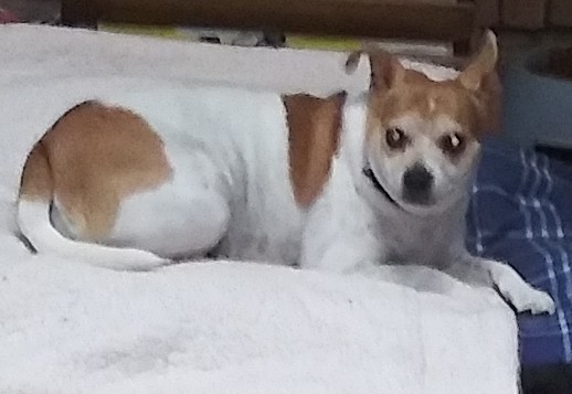 Millie