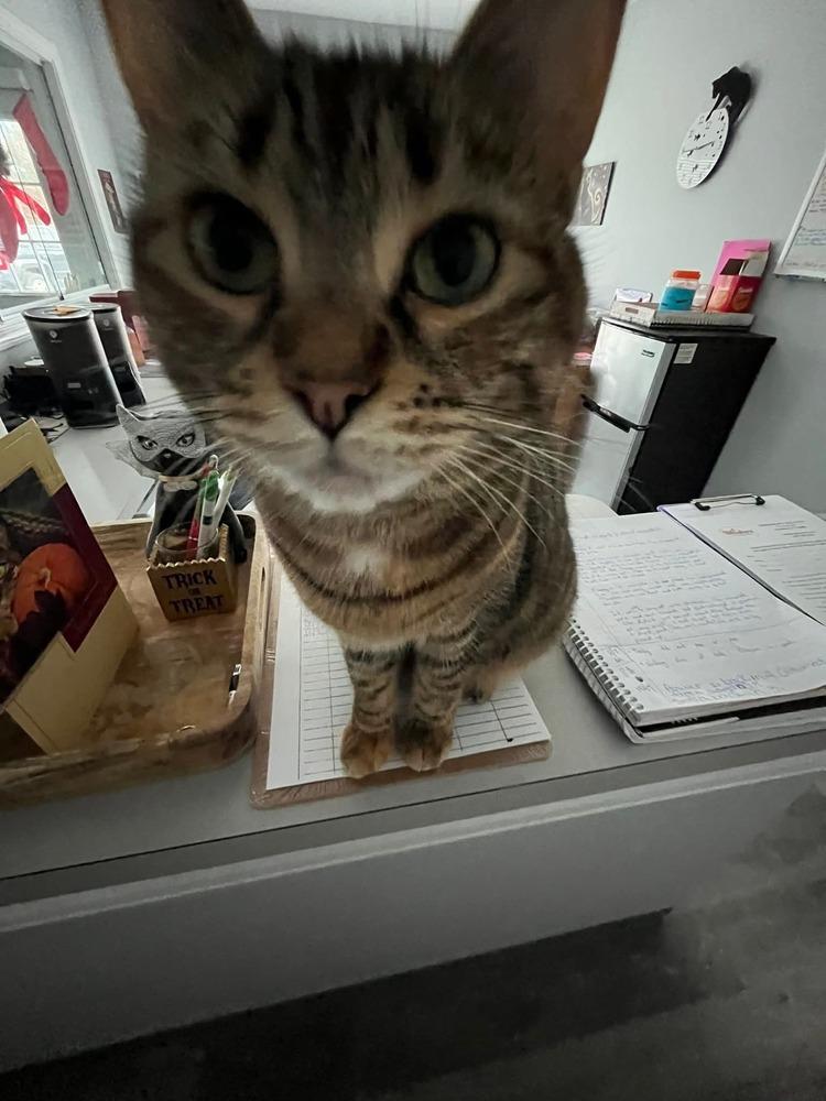 W2 Tooty, Adoptable, Adult Female Domestic Short Hair.