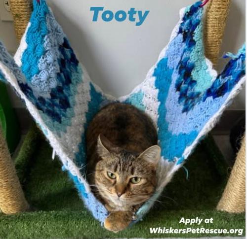 Enlarge W2 Tooty, a Adoptable mixed breed in Southbury, CT image 4/6