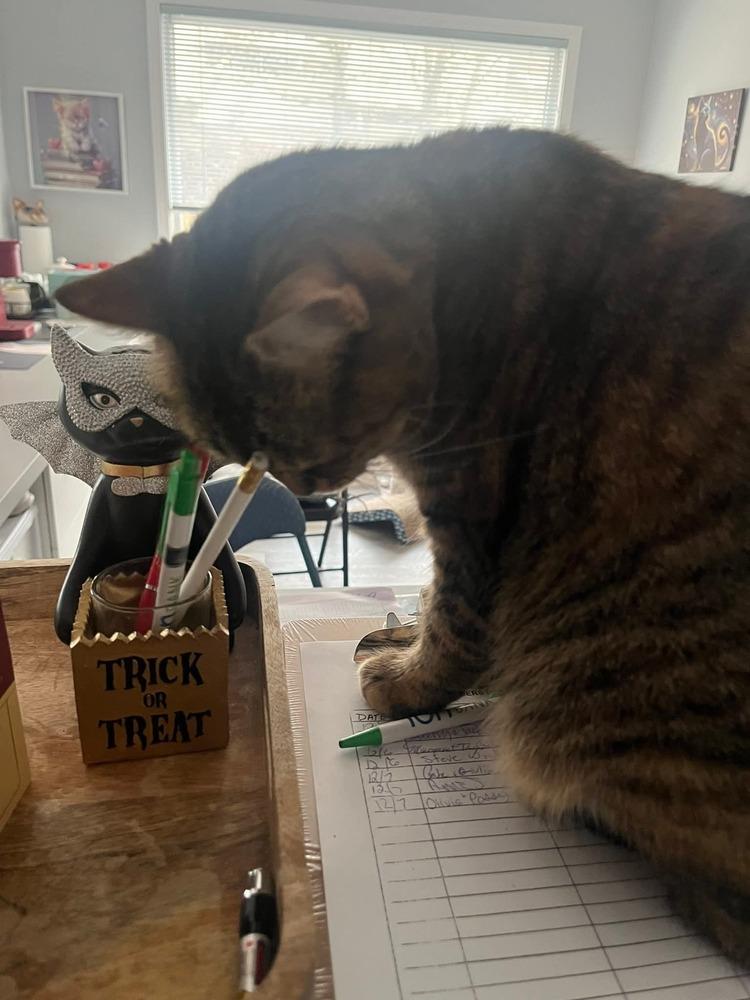 Enlarge W2 Tooty, a Adoptable mixed breed in Southbury, CT image 5/6