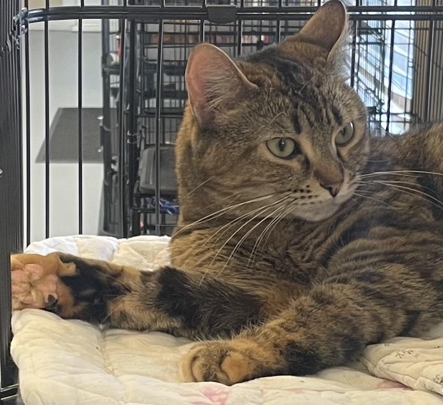 Enlarge W2 Tooty, a Adoptable mixed breed in Southbury, CT image 6/6