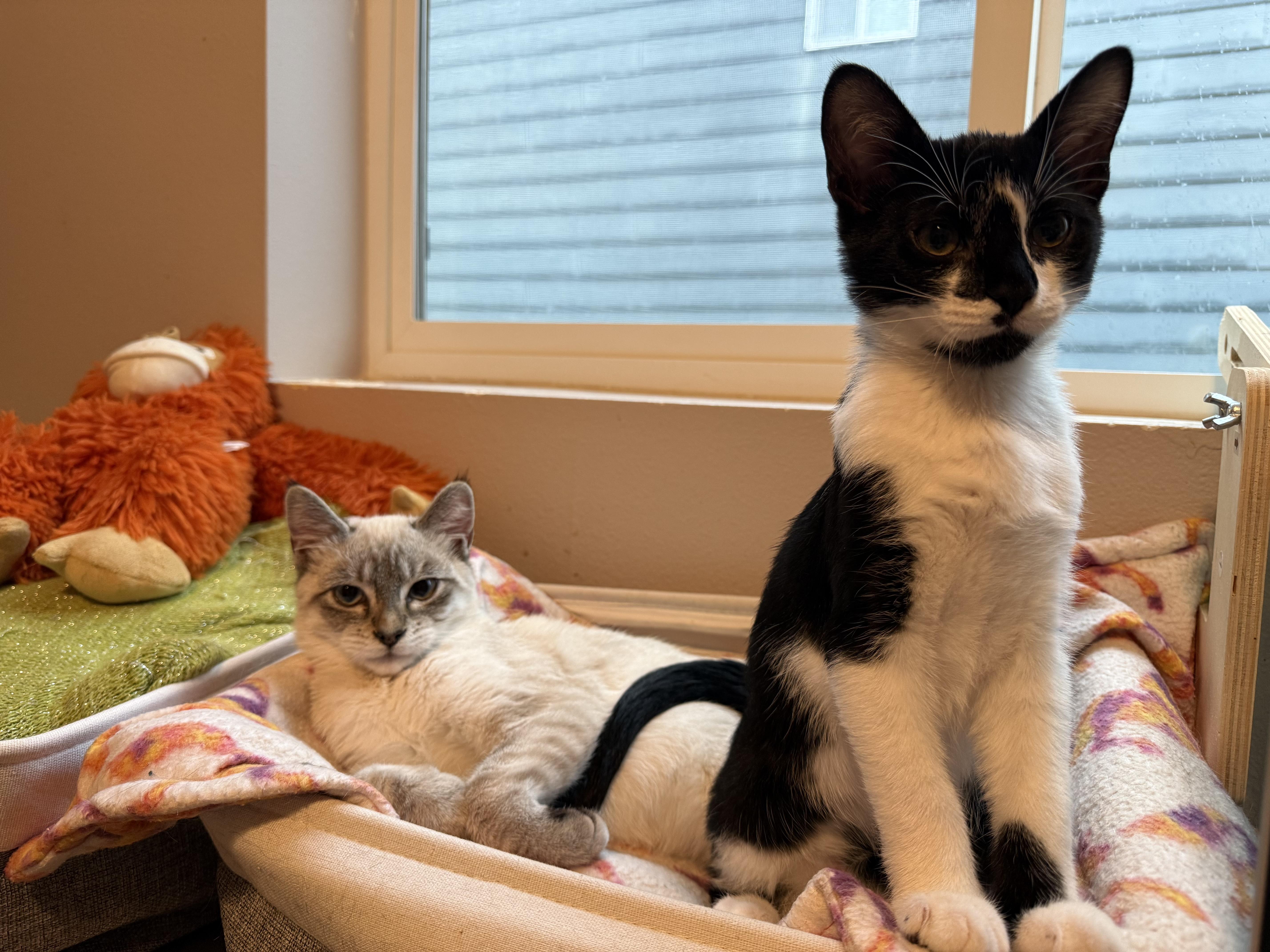 Ekko & Gonzo, Adoptable, Young Male Siamese.