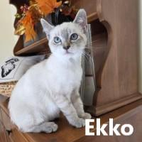 Enlarge Ekko & Gonzo, a Adoptable Siamese in Olympia, WA image 3/3