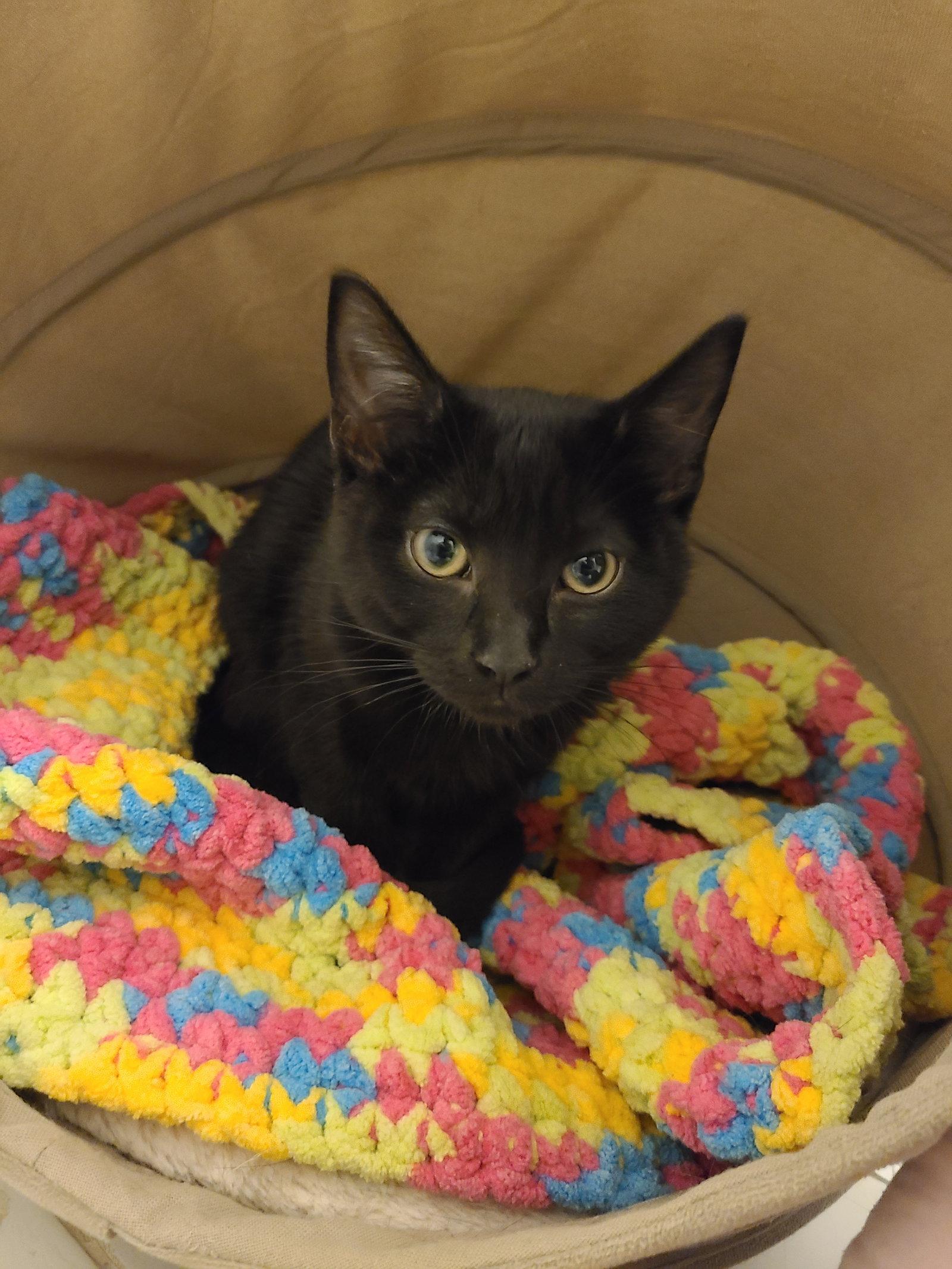 Enlarge Furrgie (Courtesy Listing), a Adoptable Domestic Short Hair in Williamsburg, IA image 1/3