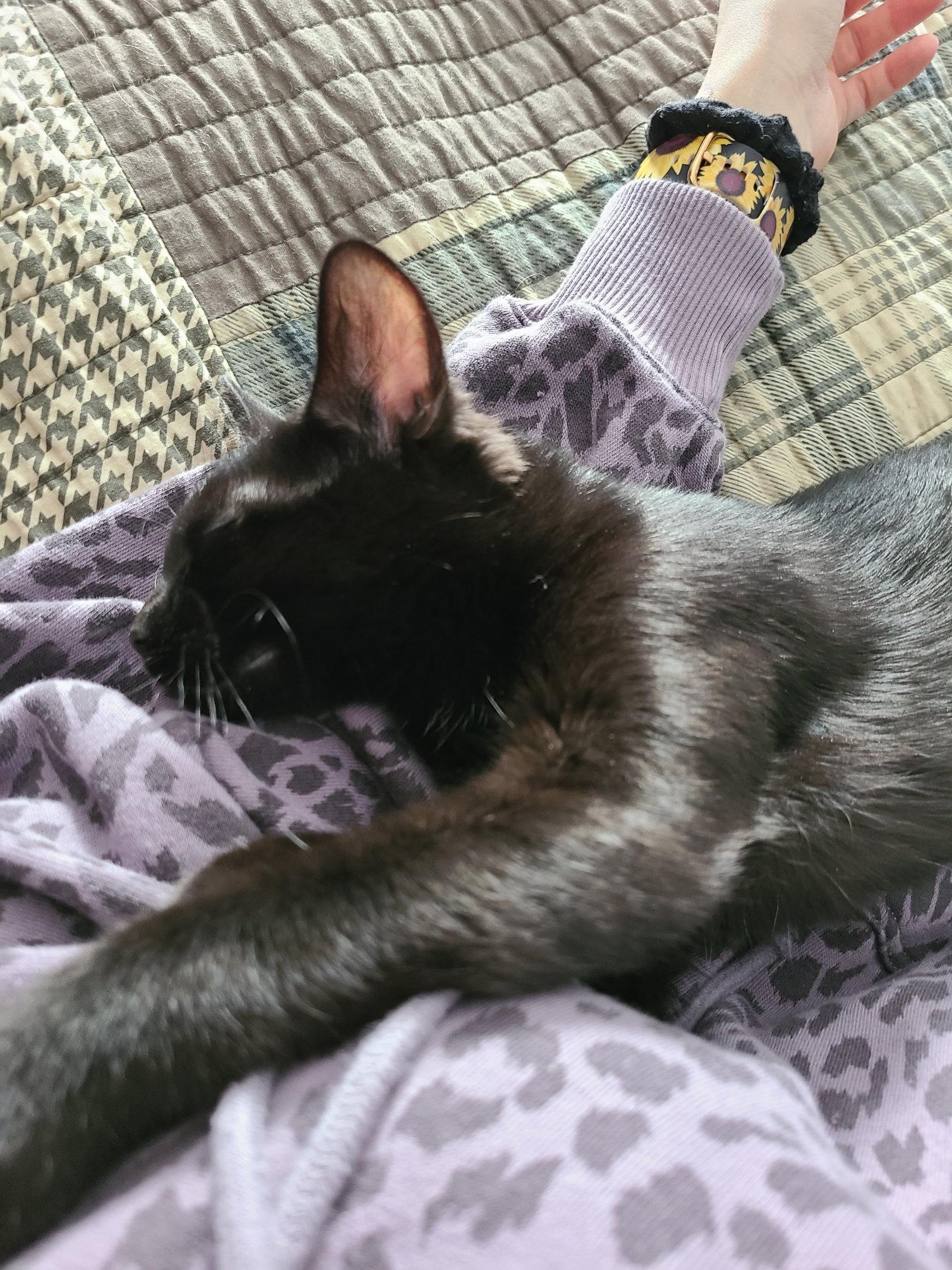 Enlarge Furrgie (Courtesy Listing), a Adoptable Domestic Short Hair in Williamsburg, IA image 2/3