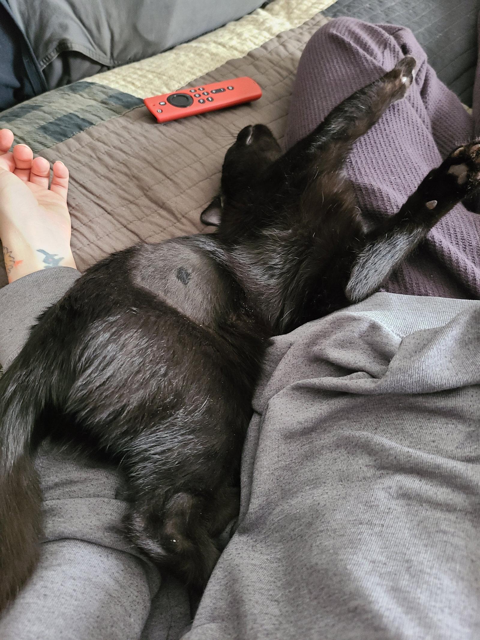 Enlarge Furrgie (Courtesy Listing), a Adoptable Domestic Short Hair in Williamsburg, IA image 3/3