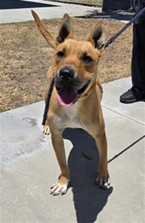 Enlarge WIMBO, a Adoptable mixed breed in Downey, CA image 1/1