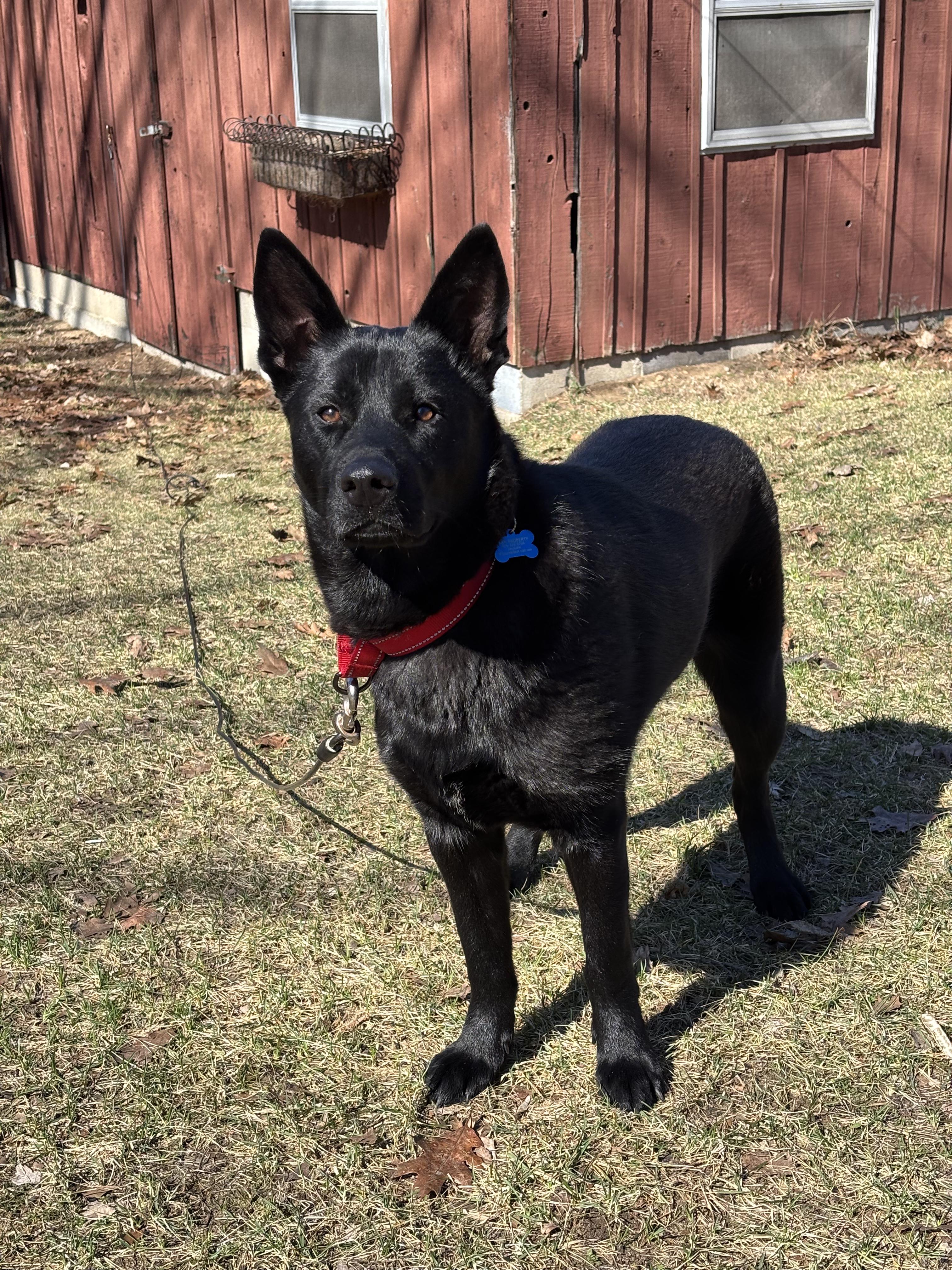 Enlarge Jasper, a ADOPTABLE German Shepherd Dog in Grand Rapids, MI image 2/2