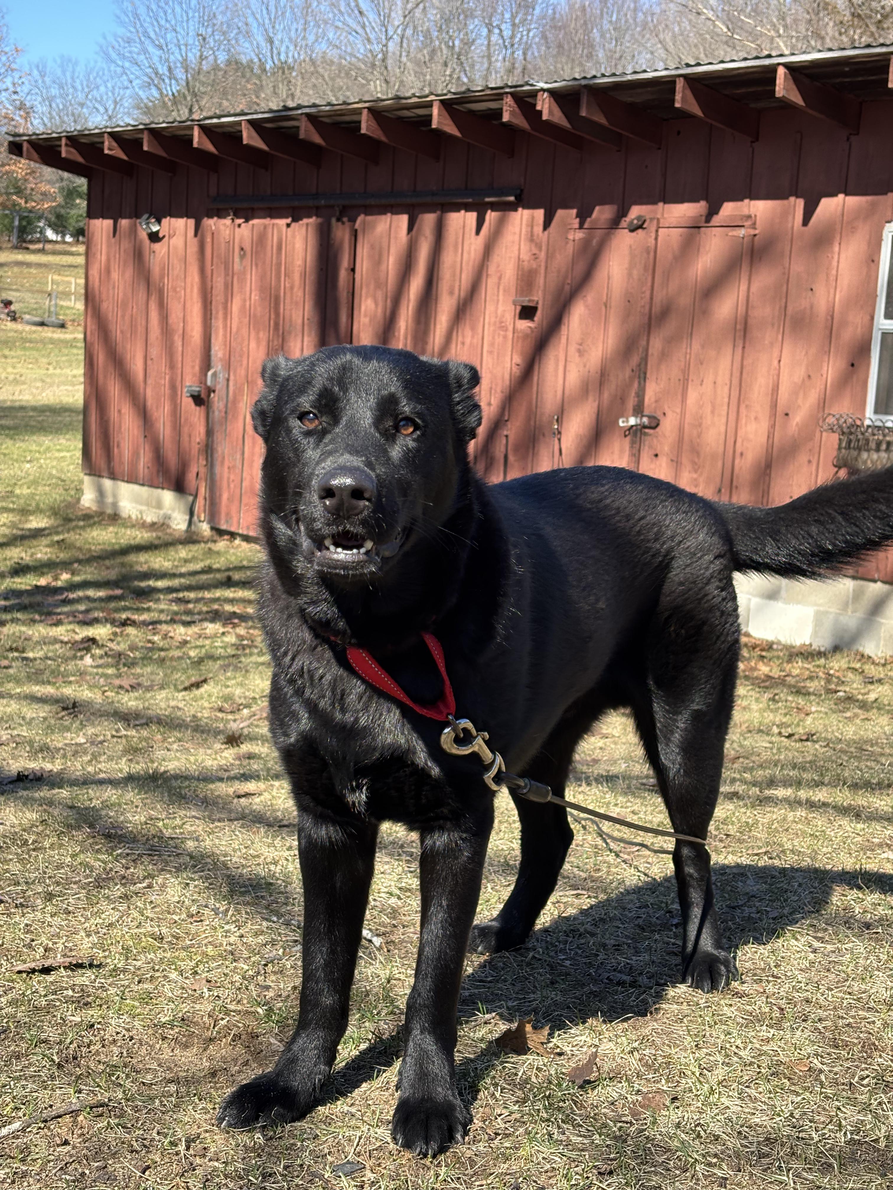 Enlarge Jasper, a ADOPTABLE German Shepherd Dog in Grand Rapids, MI image 1/2