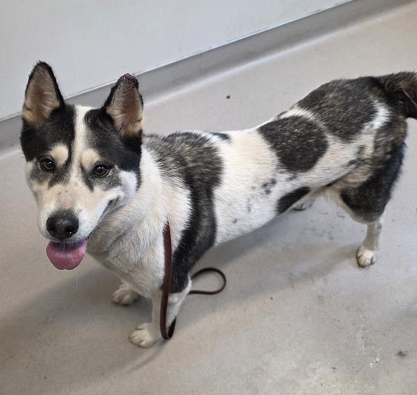 Enlarge Marcelene, a Adoptable mixed breed in El Cajon, CA image 1/1
