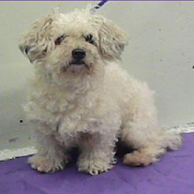 Chickpea, Adoptable, Adult Male Poodle.