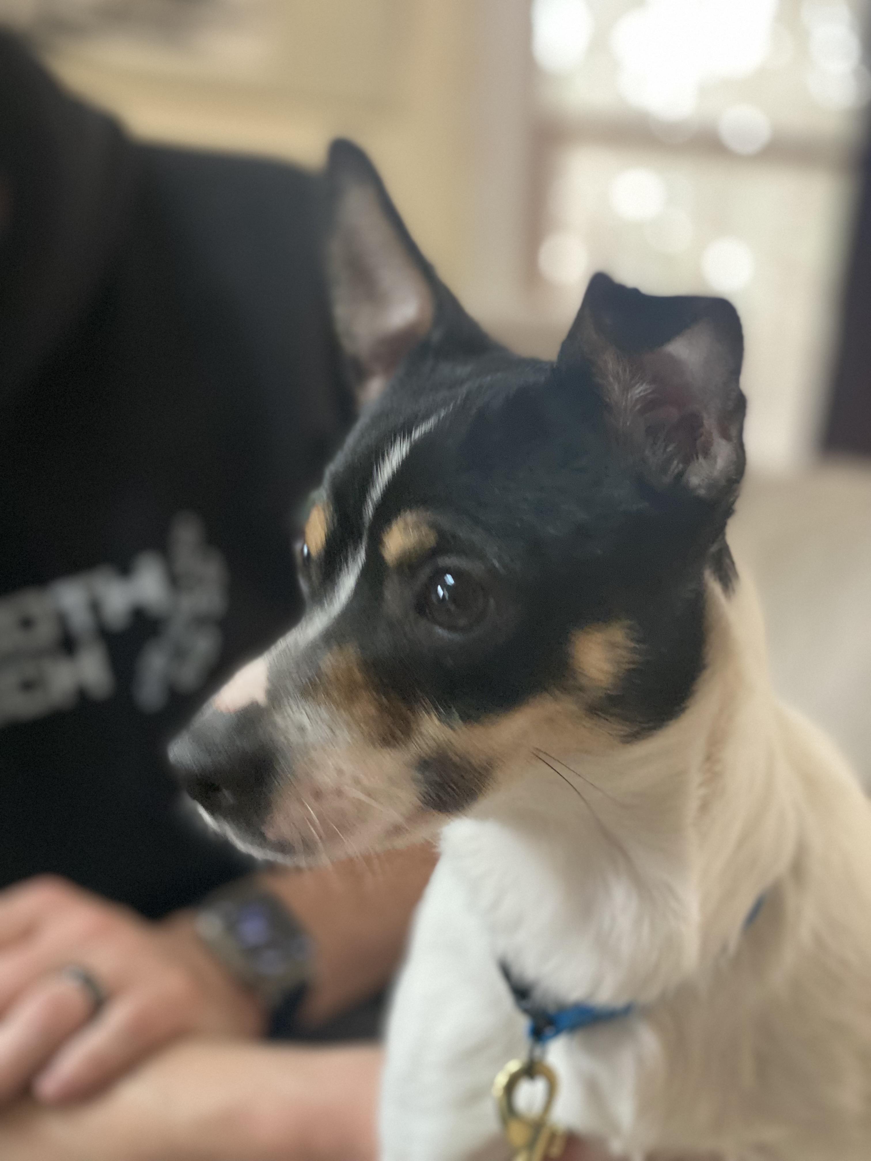 Enlarge Georgia , a ADOPTABLE mixed breed in Kingston, MA image 4/5