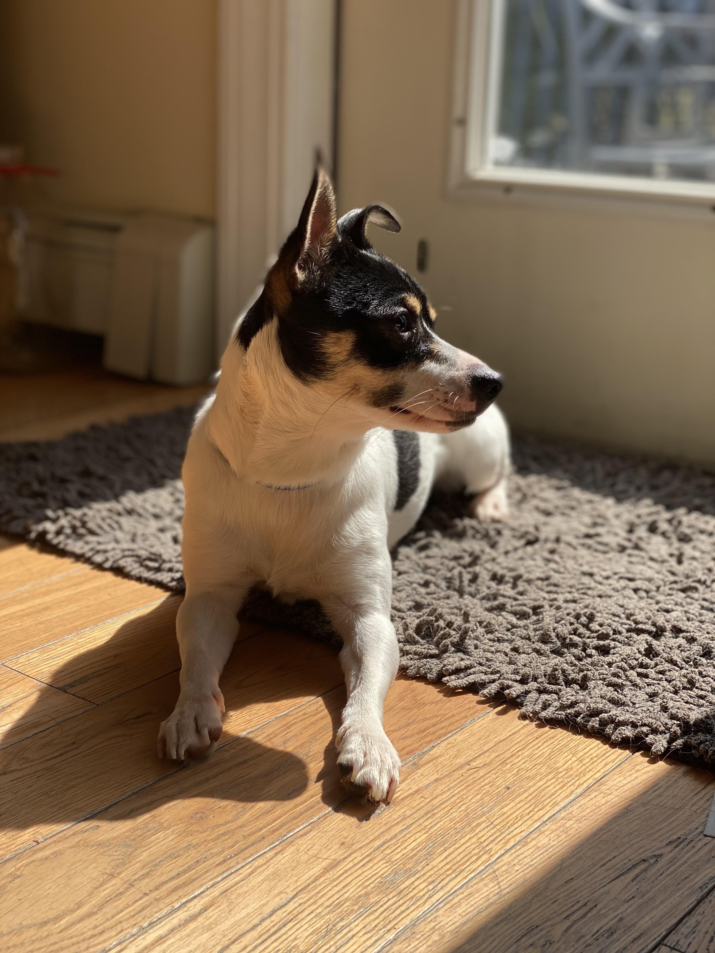Enlarge Georgia , a ADOPTABLE mixed breed in Kingston, MA image 5/5