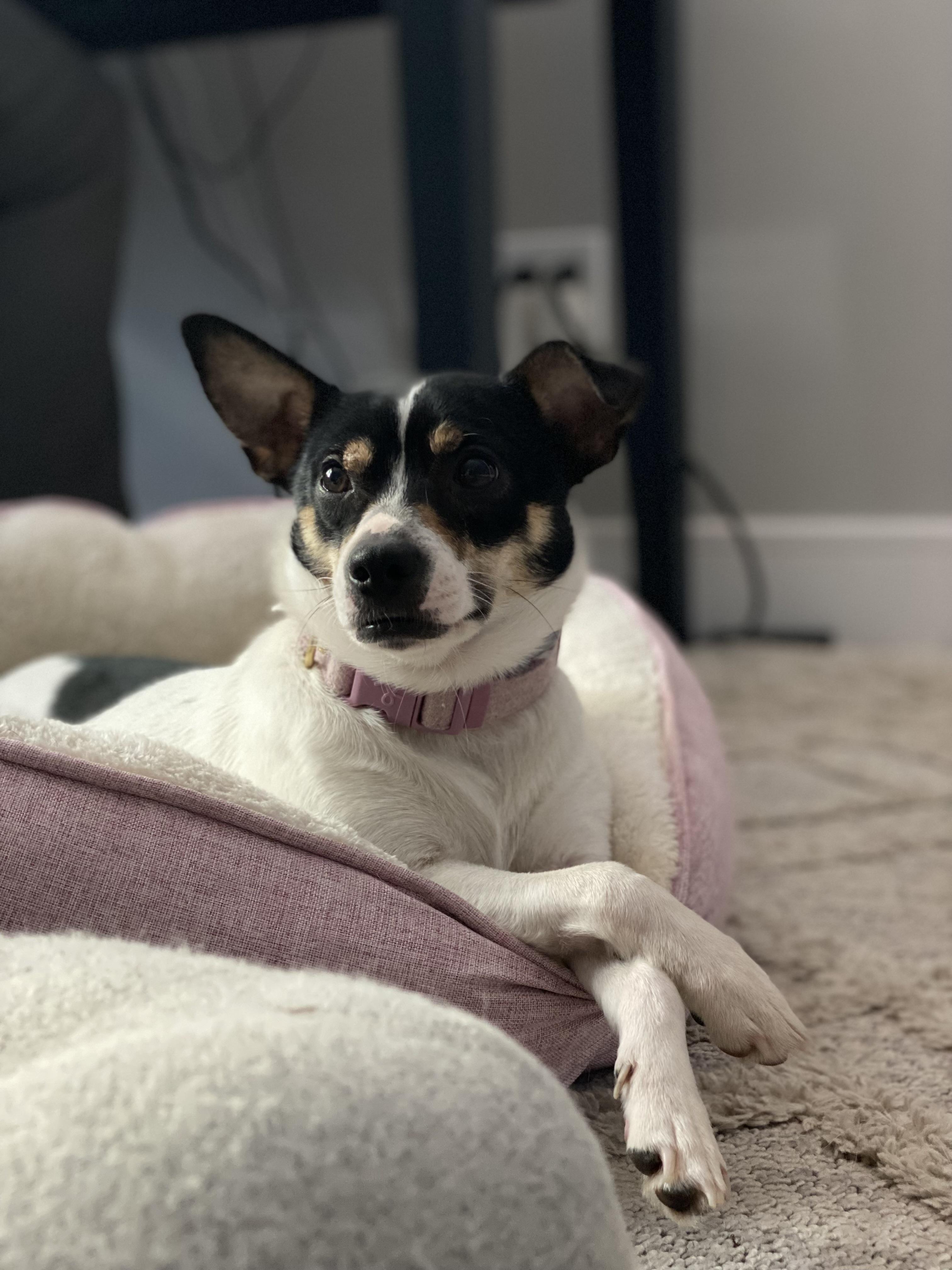 Enlarge Georgia , a ADOPTABLE mixed breed in Kingston, MA image 1/5