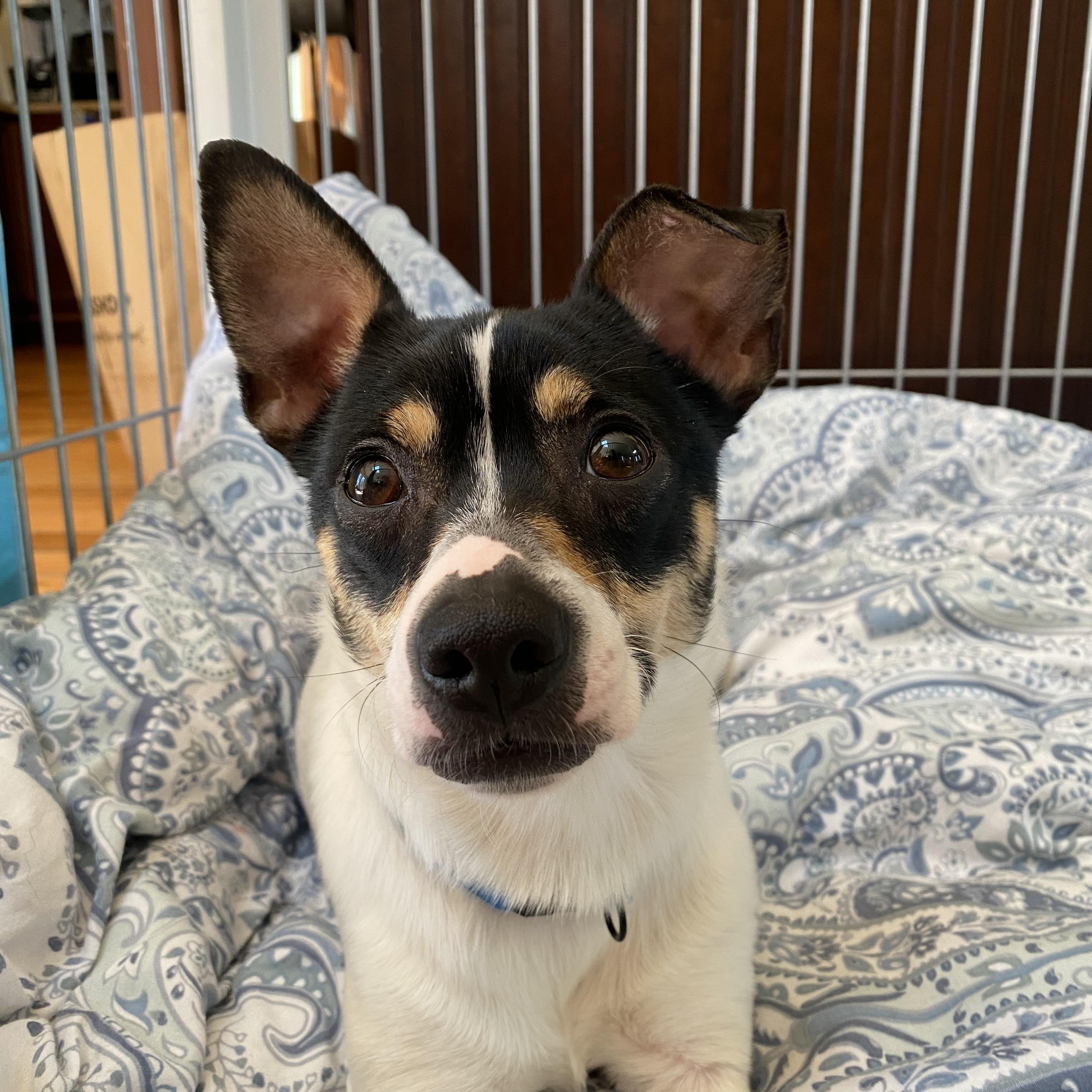 Enlarge Georgia , a ADOPTABLE mixed breed in Kingston, MA image 3/5