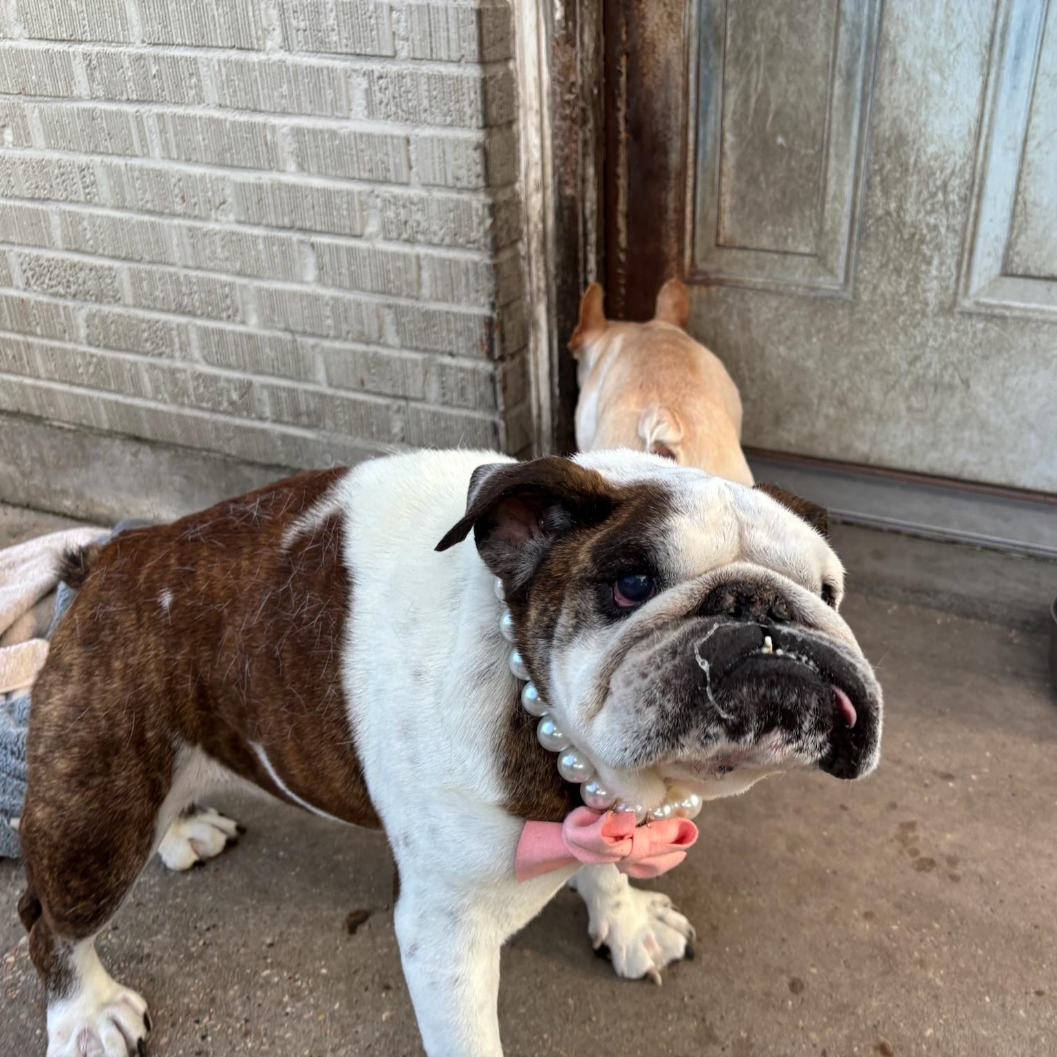 Enlarge Tonks, a ADOPTABLE English Bulldog in New Orleans, LA image 4/4