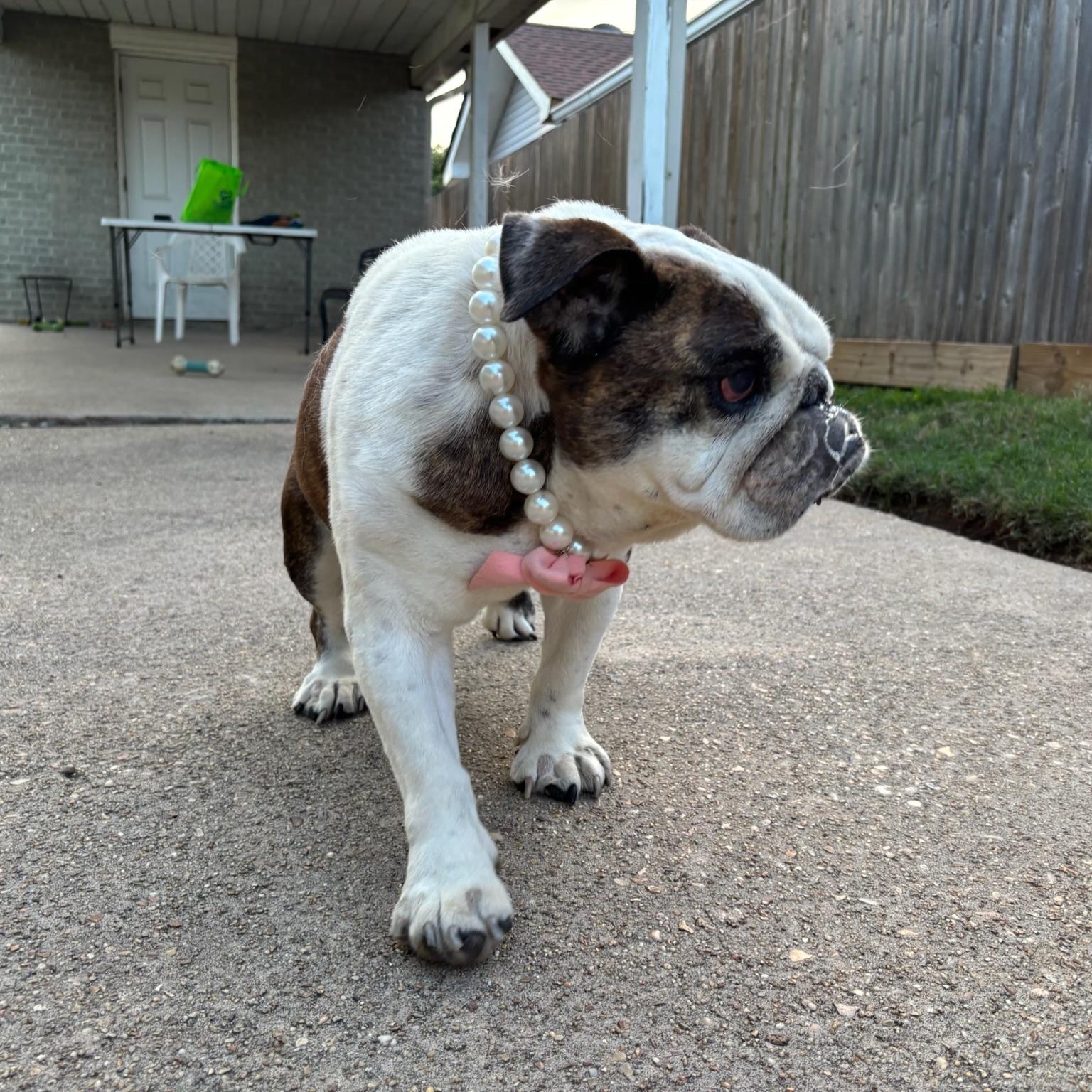 Enlarge Tonks, a ADOPTABLE English Bulldog in New Orleans, LA image 3/4
