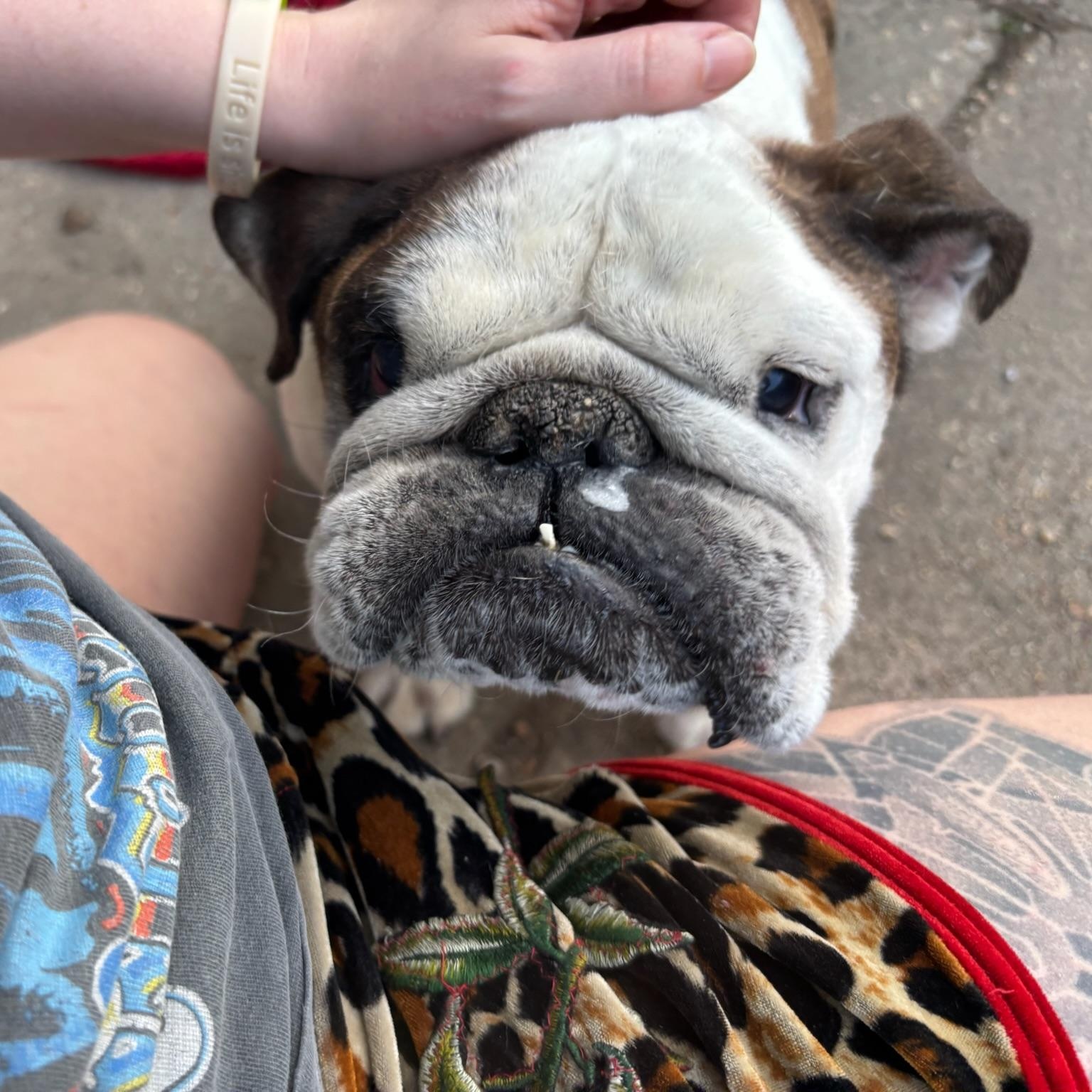 Enlarge Tonks, a ADOPTABLE English Bulldog in New Orleans, LA image 2/4