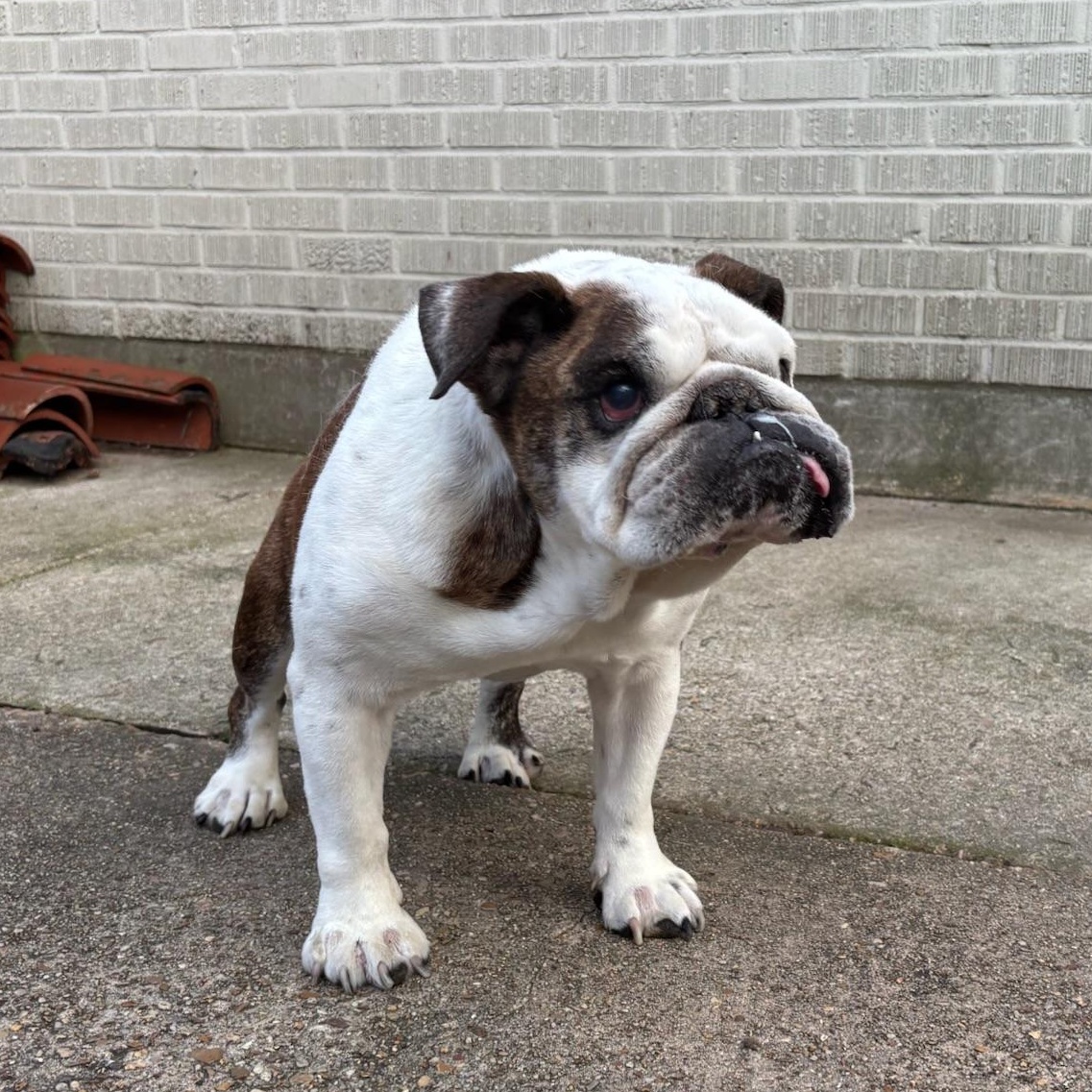 Enlarge Tonks, a ADOPTABLE English Bulldog in New Orleans, LA image 1/4