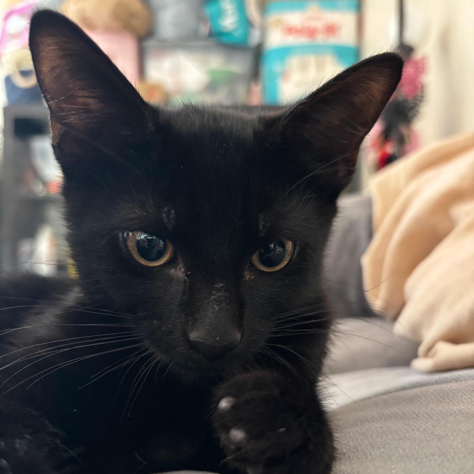 GEMINI - Friend to All Domestic Short Hair Cat