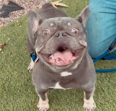 Chica CA, Adopted, Adult Female French Bulldog.