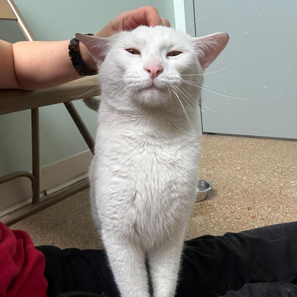 Wizard — thumbnail 3