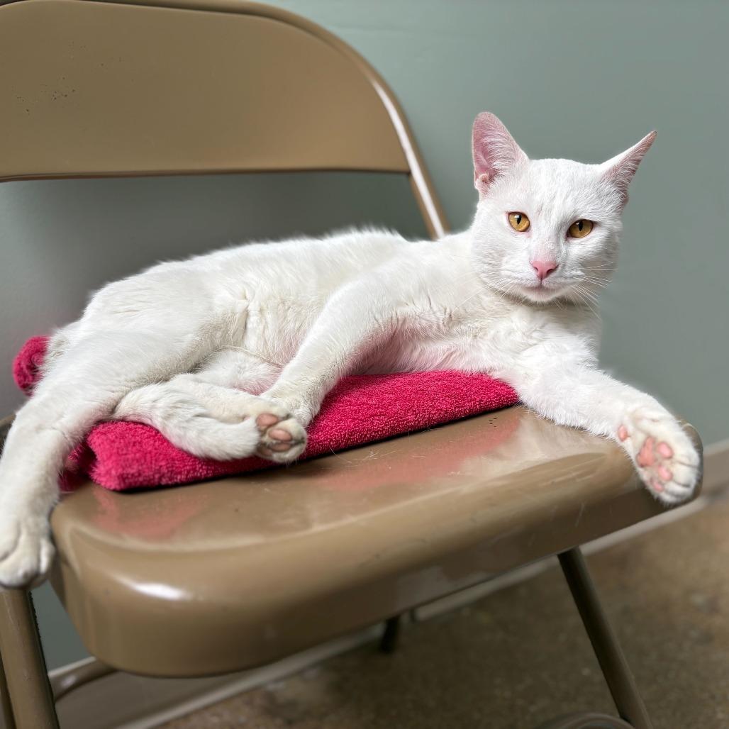 Wizard — thumbnail 4