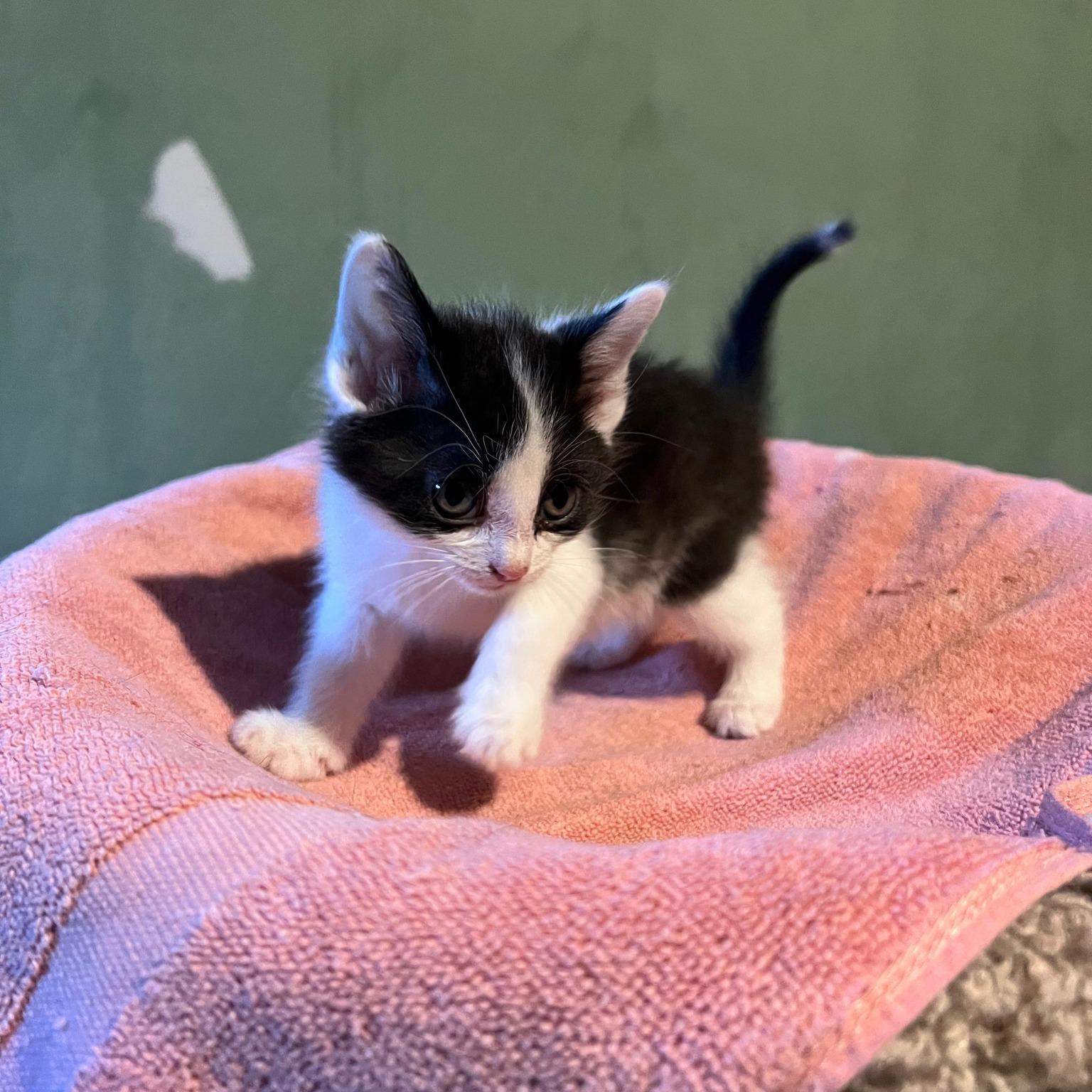 Aurora, a Adoptable mixed breed in Midland, MI image 2/2