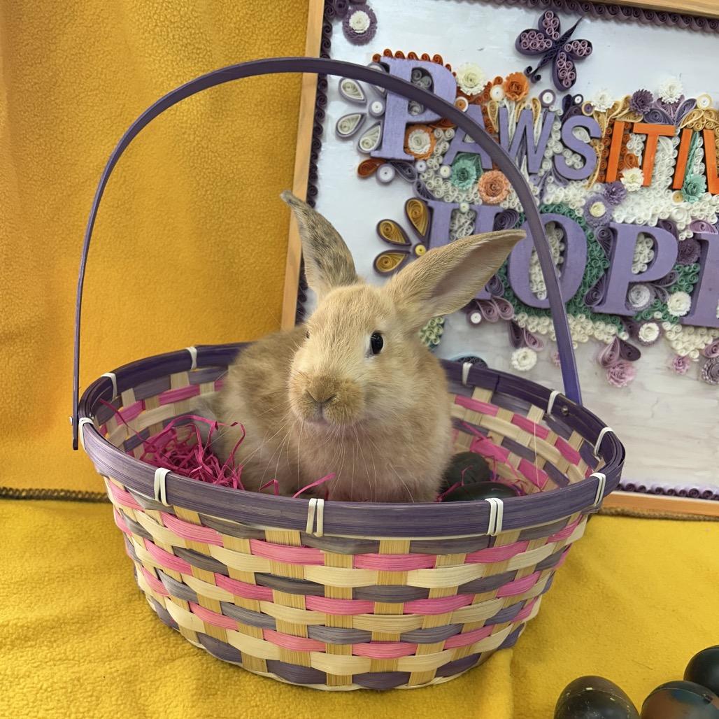 Moe, Adoptable, Baby Male Bunny Rabbit.