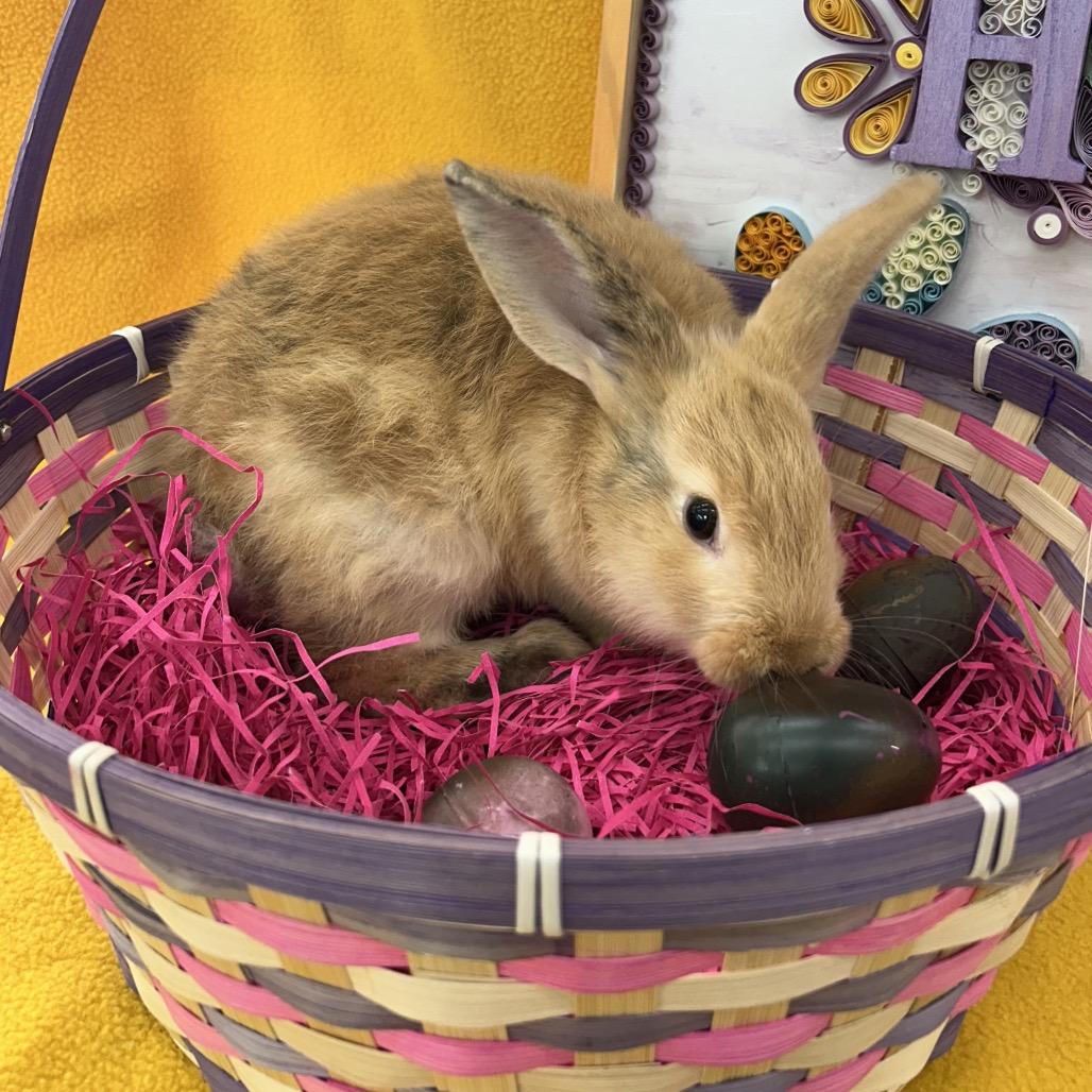 Moe, a Adoptable Bunny Rabbit in North Canton, OH image 2/2