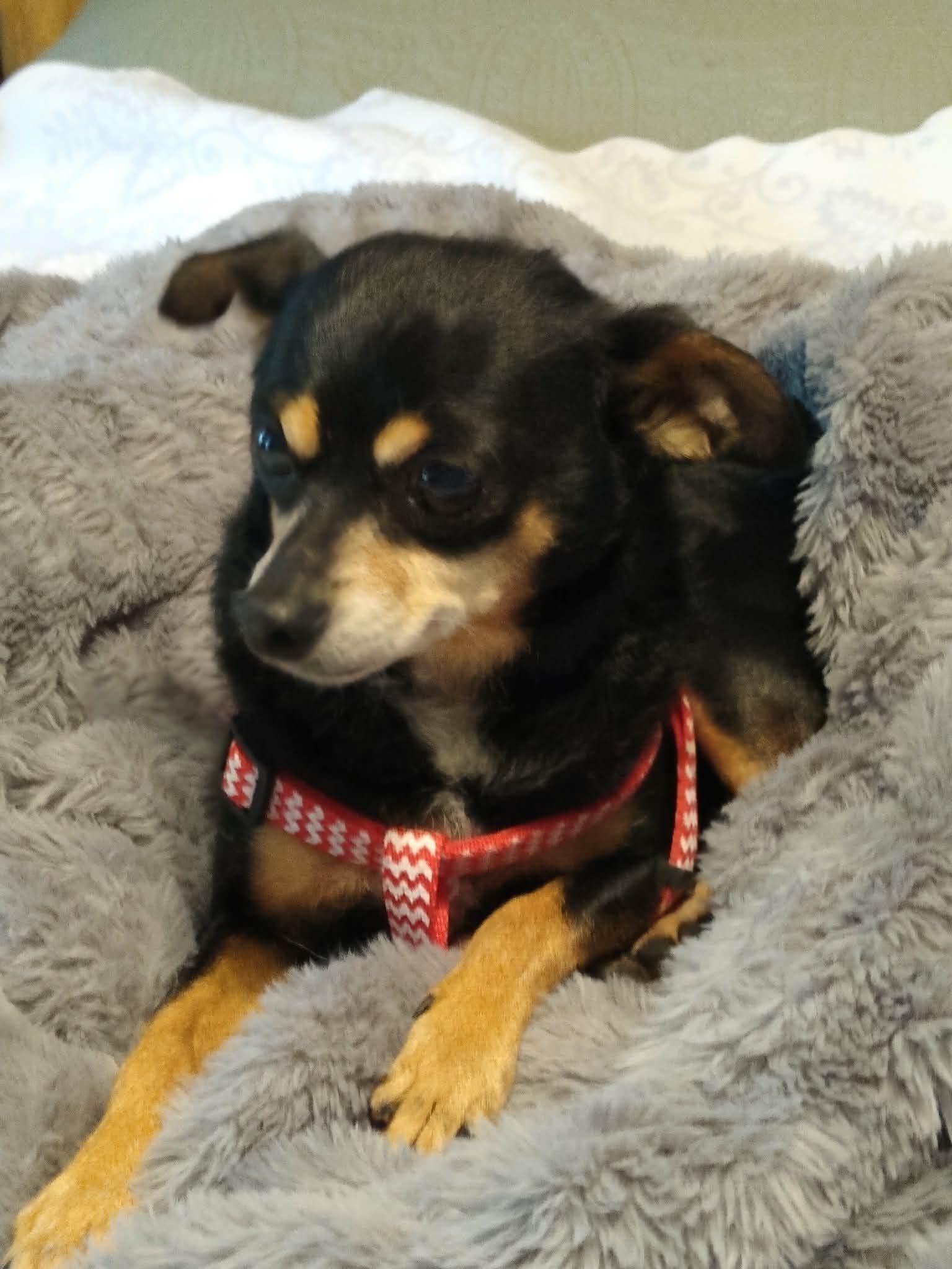 Enlarge Macy (ADOPTION PENDING), a ADOPTABLE mixed breed in Homer Glen, IL image 2/2