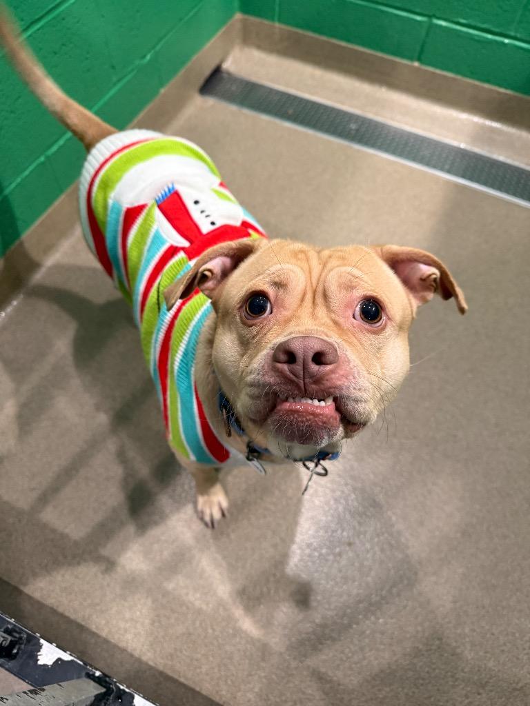 Jones, Adoptable, Adult Male Pug.