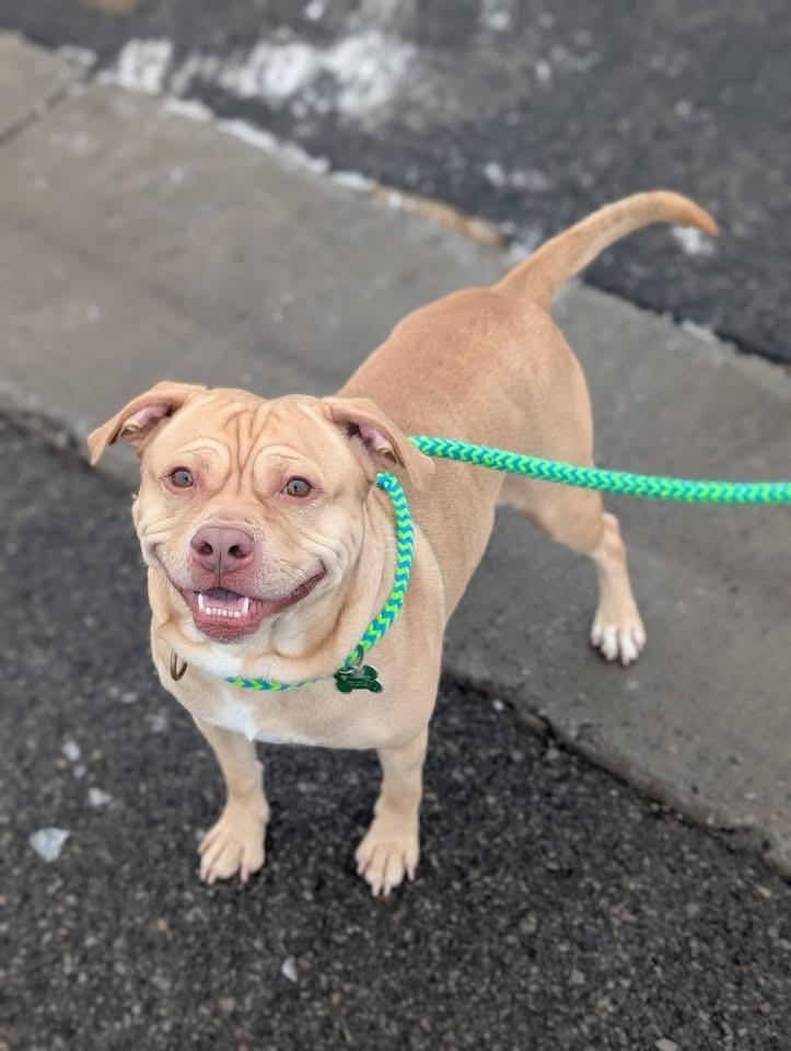 Enlarge Jones, a Adoptable mixed breed in North Syracuse, NY image 2/4