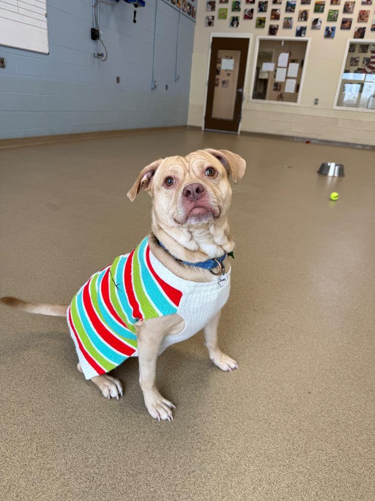 Enlarge Jones, a Adoptable mixed breed in North Syracuse, NY image 3/4