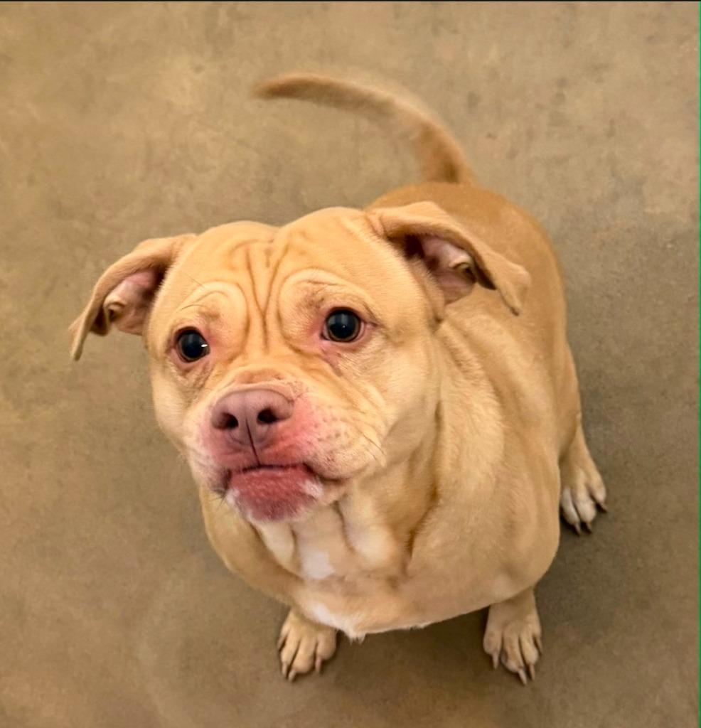 Enlarge Jones, a Adoptable mixed breed in North Syracuse, NY image 4/4