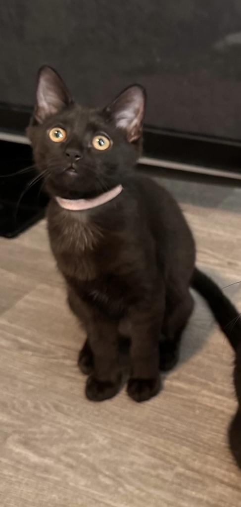 Pumpkin Baby, Adoptable, Adult Female Domestic Medium Hair.