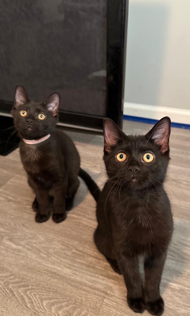 Enlarge Pumpkin Baby, a Adoptable mixed breed in Utica, MI image 3/4