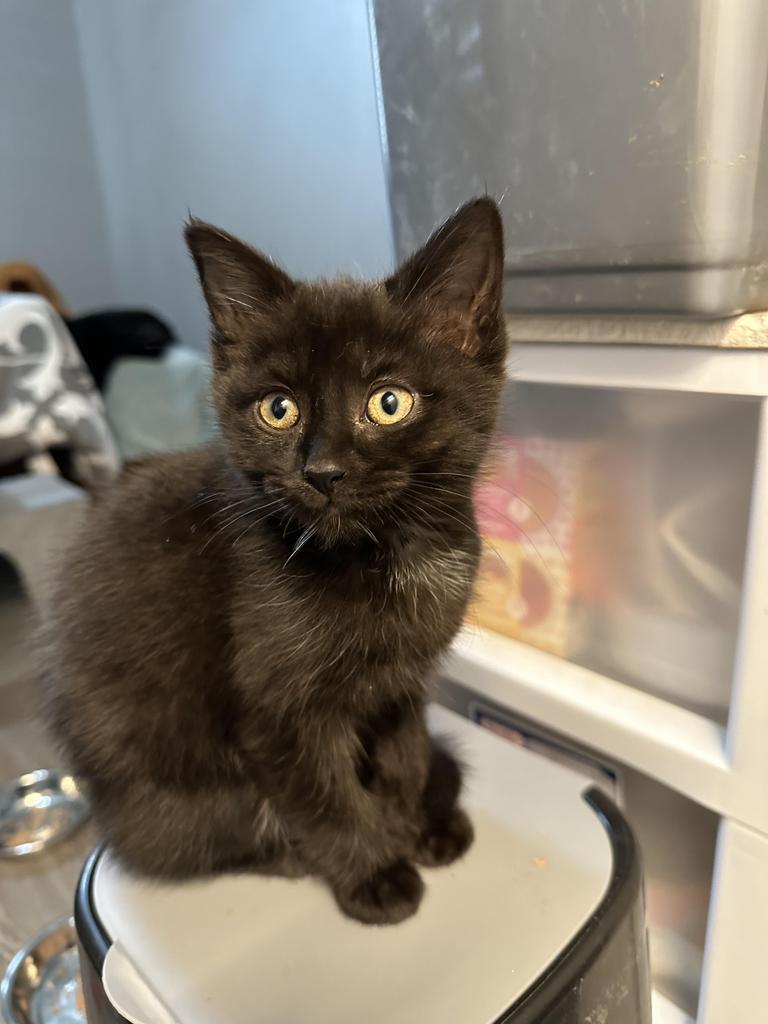 Enlarge Pumpkin Baby, a Adoptable mixed breed in Utica, MI image 4/4