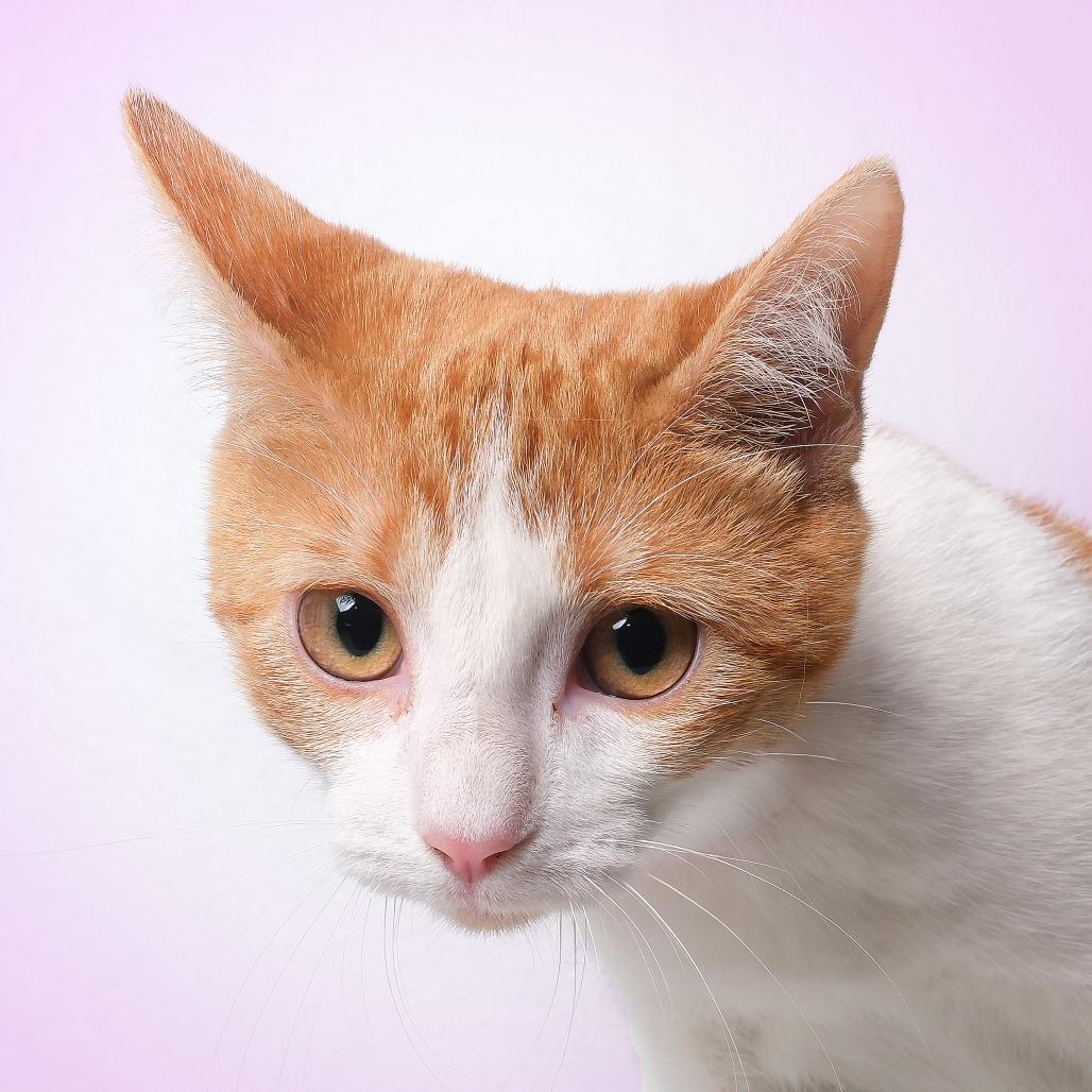 Solie, a Adoptable Domestic Short Hair in Guaynabo, PR image 1/4