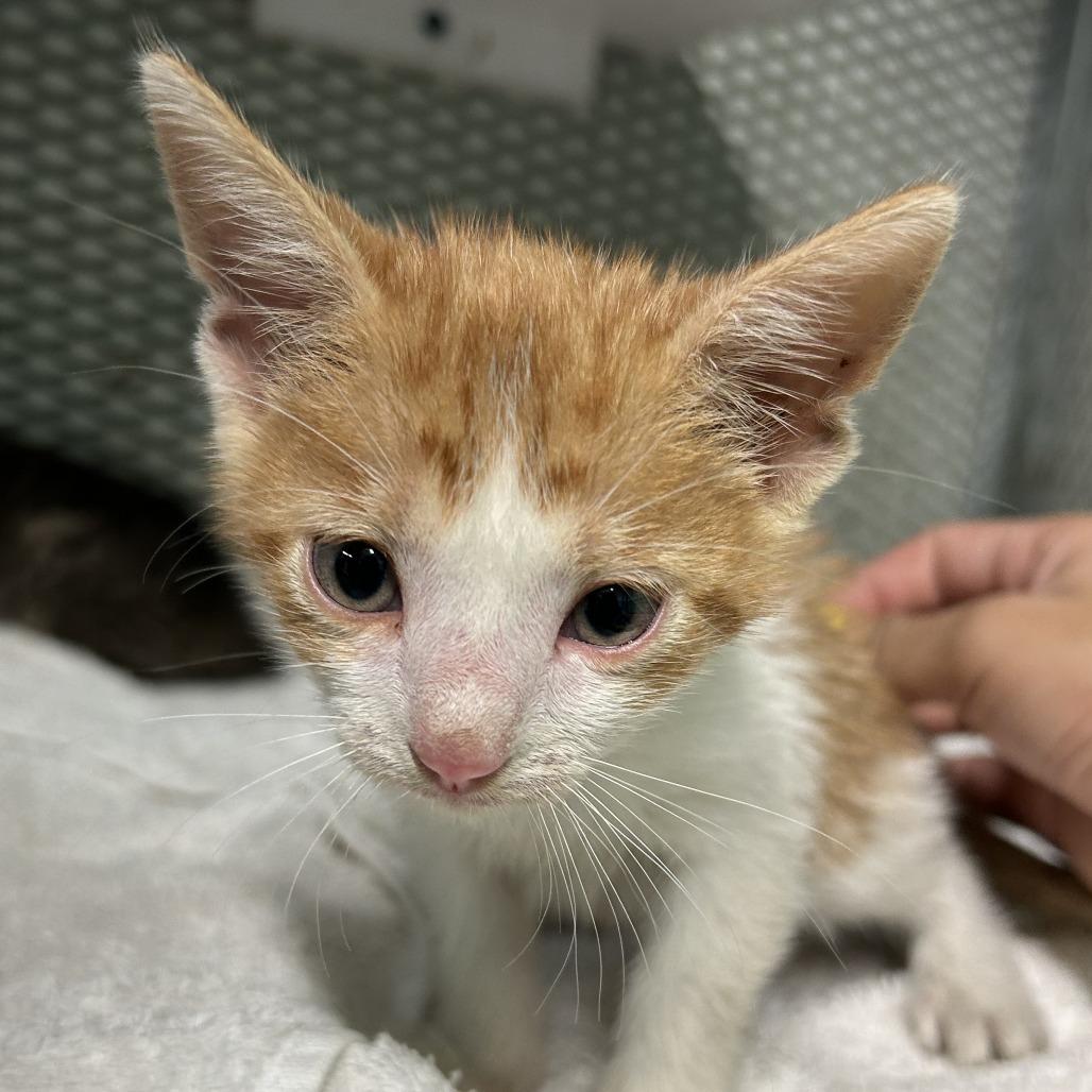 Solie, a Adoptable Domestic Short Hair in Guaynabo, PR image 2/4