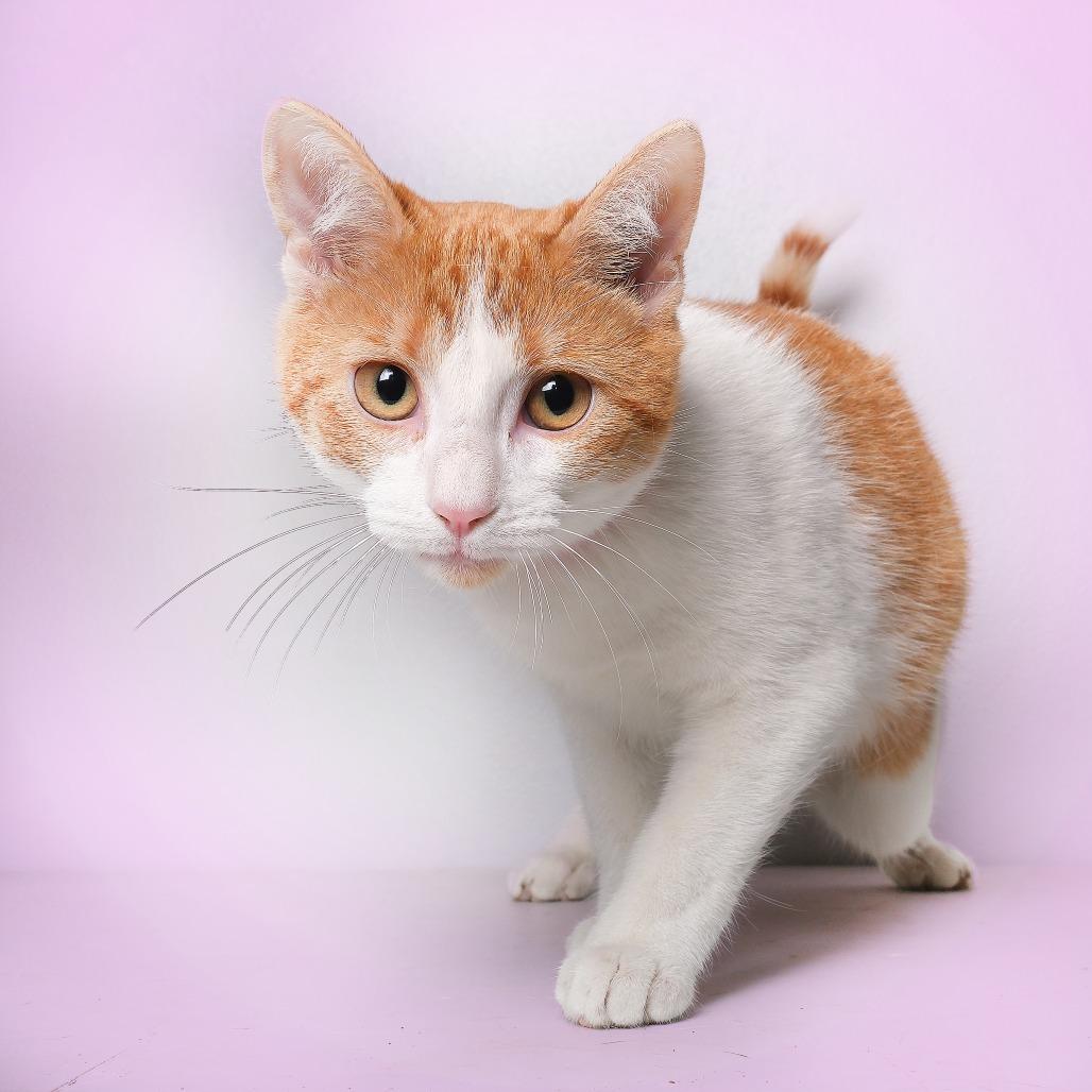 Solie, a Adoptable Domestic Short Hair in Guaynabo, PR image 3/4