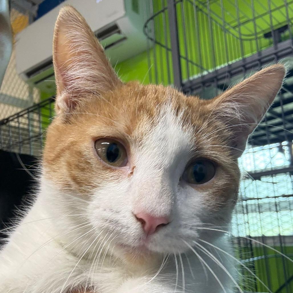 Solie, a Adoptable Domestic Short Hair in Guaynabo, PR image 4/4