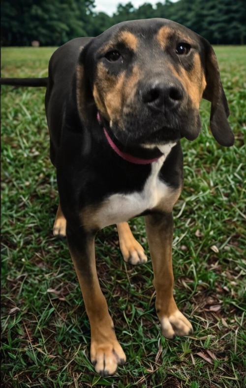 Allium (Archie), Adoptable, Young Male German Shepherd Dog.