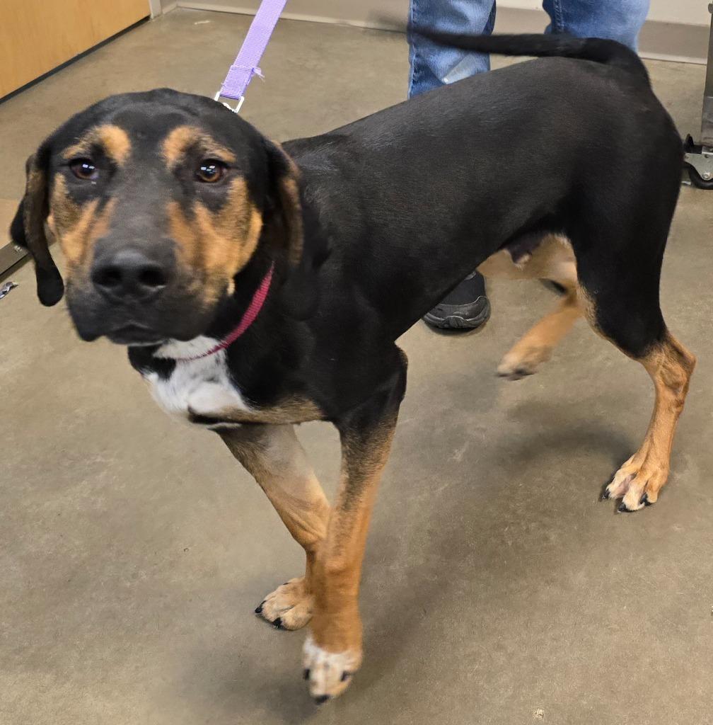 Allium (Archie), a Adoptable mixed breed in Murphysboro, IL image 2/6