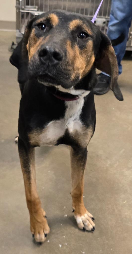 Allium (Archie), a Adoptable mixed breed in Murphysboro, IL image 3/6