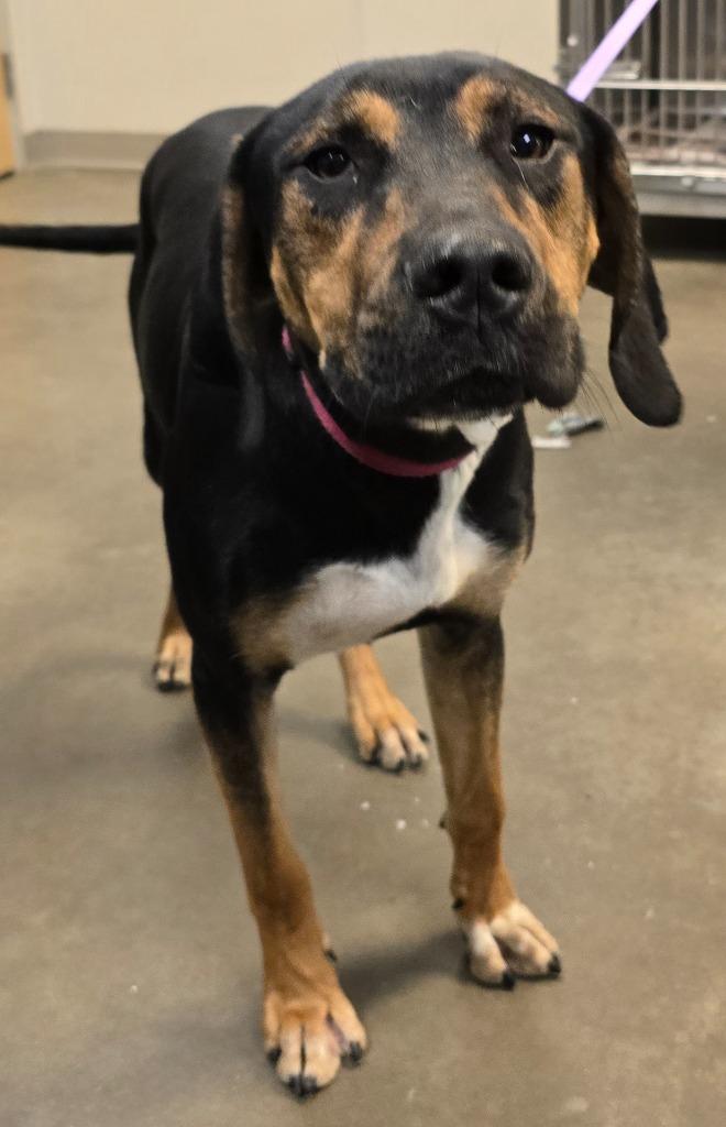 Allium (Archie), a Adoptable mixed breed in Murphysboro, IL image 4/6