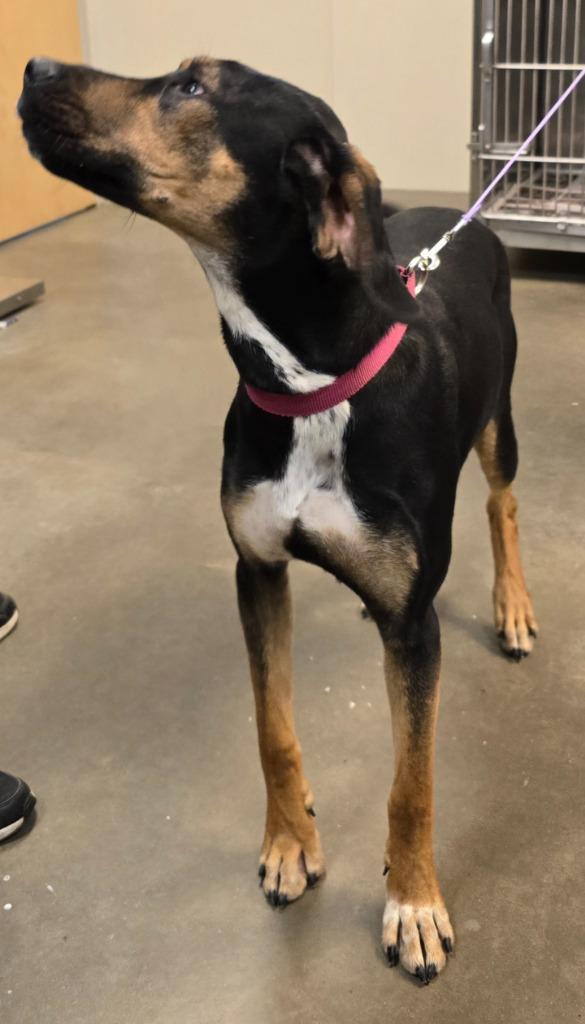 Allium (Archie), a Adoptable mixed breed in Murphysboro, IL image 5/6