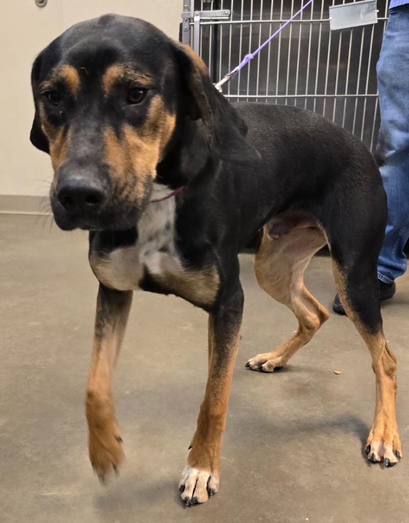 Allium (Archie), a Adoptable mixed breed in Murphysboro, IL image 6/6