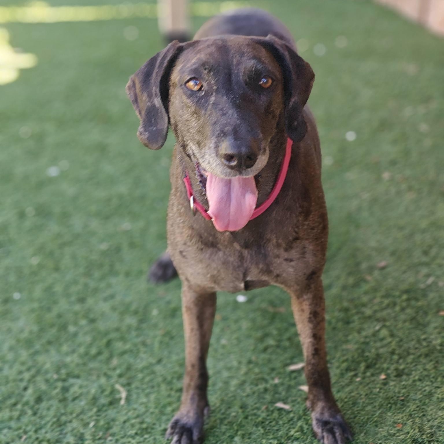 Dollie, a ADOPTABLE mixed breed in Palm Harbor, FL image 3/4